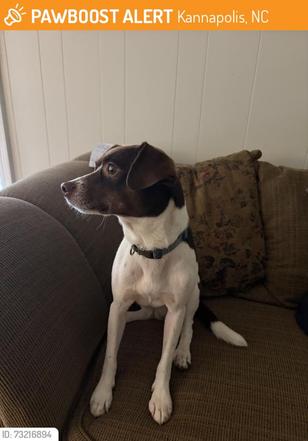 Found/Stray Male Dog last seen Unknown, Kannapolis, NC 28083