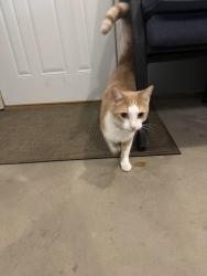 Found/Stray Unknown Cat last seen Greenwood Dempster, Niles, IL 60714