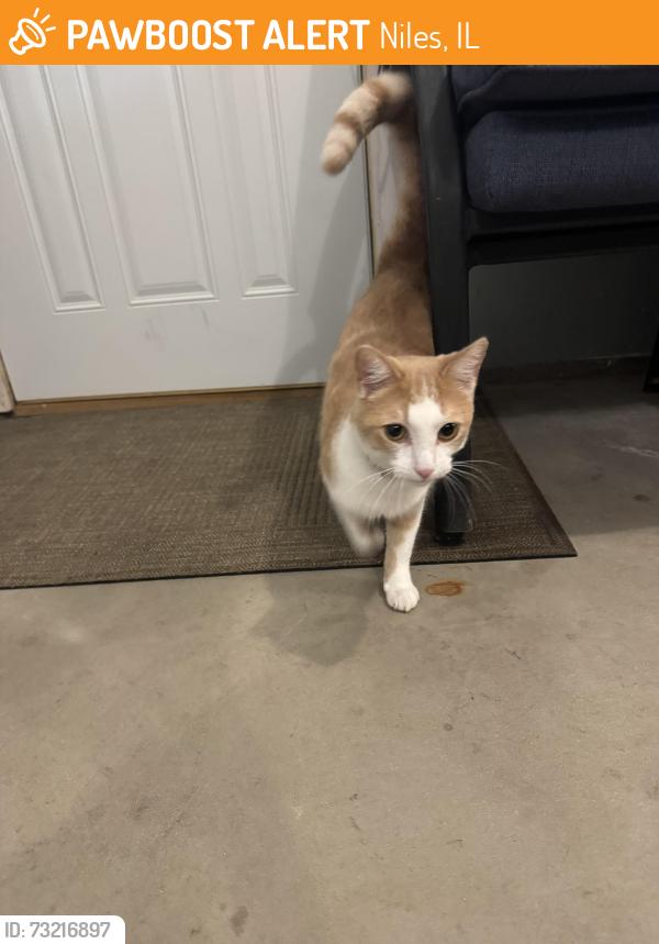 Found/Stray Unknown Cat last seen Greenwood Dempster, Niles, IL 60714