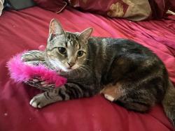Reunited Female Cat last seen Lauderdale West neighborhood, Plantation, FL 33322