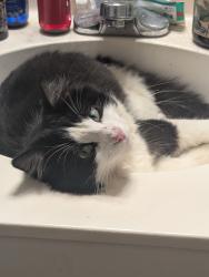 Reunited Male Cat last seen Near the Lowes Foods on Bass Lake Rd., Holly Springs, NC 27540
