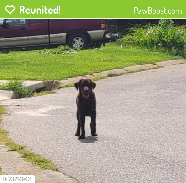 Reunited Female Dog last seen Marixa Dr, Georgia 30666, USA, Barrow County, GA 30666