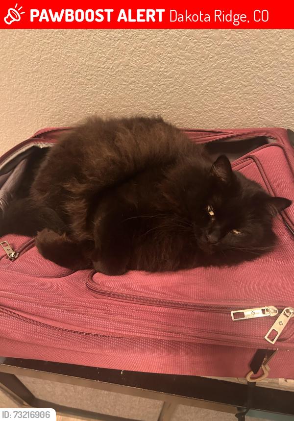 Lost Female Cat last seen Belleview & Simms, Dakota Ridge, CO 80127