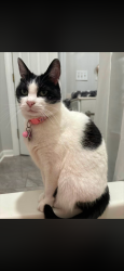 Lost Female Cat last seen Nightingale Ct, Lexington, SC 29072