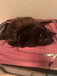 Lost Female Cat last seen Belleview & Simms, Dakota Ridge, CO 80127