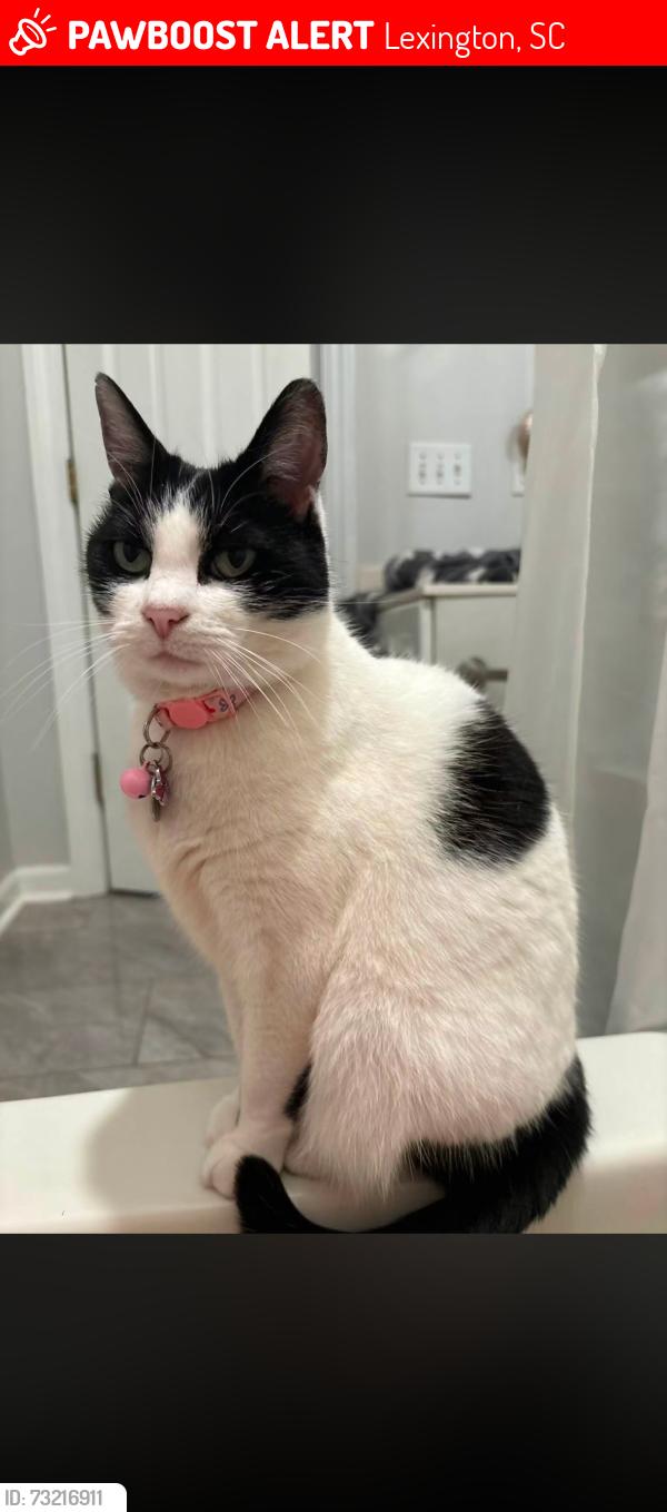 Lost Female Cat last seen Nightingale Ct, Lexington, SC 29072