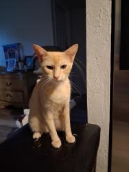 Lost Female Cat last seen Kingston Dr by the Gulf gas station, Fort Myers, FL 33905