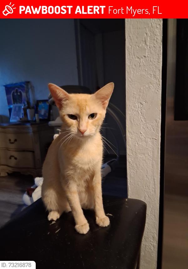 Lost Female Cat last seen Kingston Dr by the Gulf gas station, Fort Myers, FL 33905
