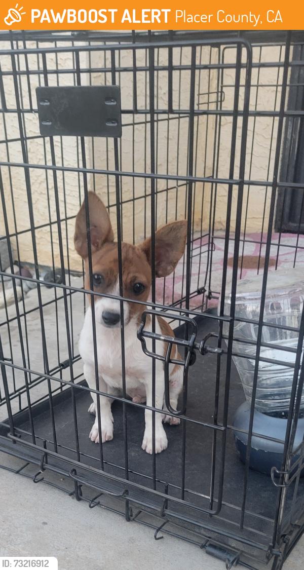 Found/Stray Unknown Dog last seen Auburn oak, Placer County, CA 95602