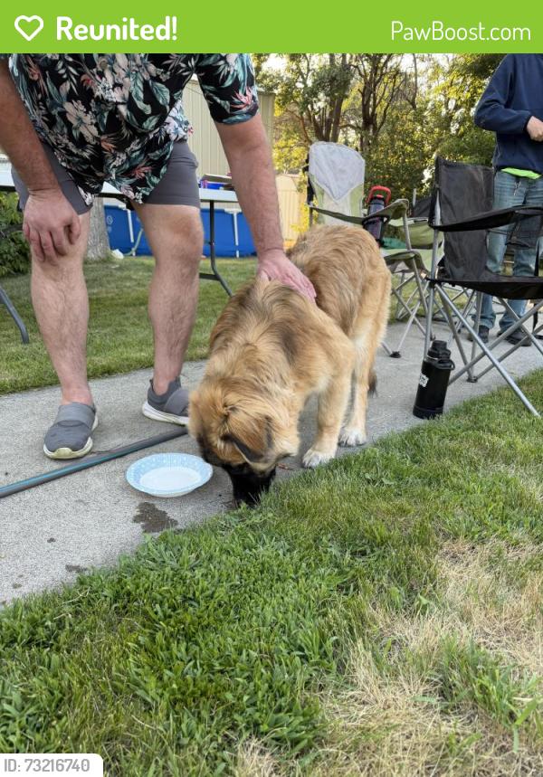 Reunited Unknown Dog last seen June ave and 14th st, Idaho Falls, ID 83404
