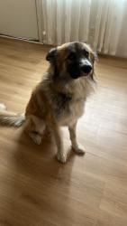 Reunited Male Dog last seen Fremont park, Oxnard, CA 93030