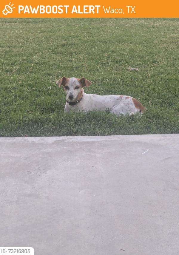 Found/Stray Unknown Dog last seen Starbucks parking lot, Waco, TX 76706
