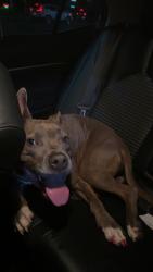 Found/Stray Female Dog last seen Jack in the Box, San Antonio, TX 78218