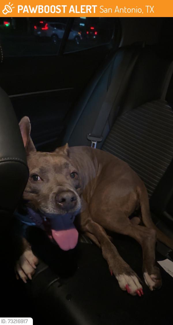 Found/Stray Female Dog last seen Jack in the Box, San Antonio, TX 78218