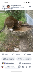 Lost Male Cat last seen Patio Lane and Brookins Dr, Olmsted Township, OH 44138