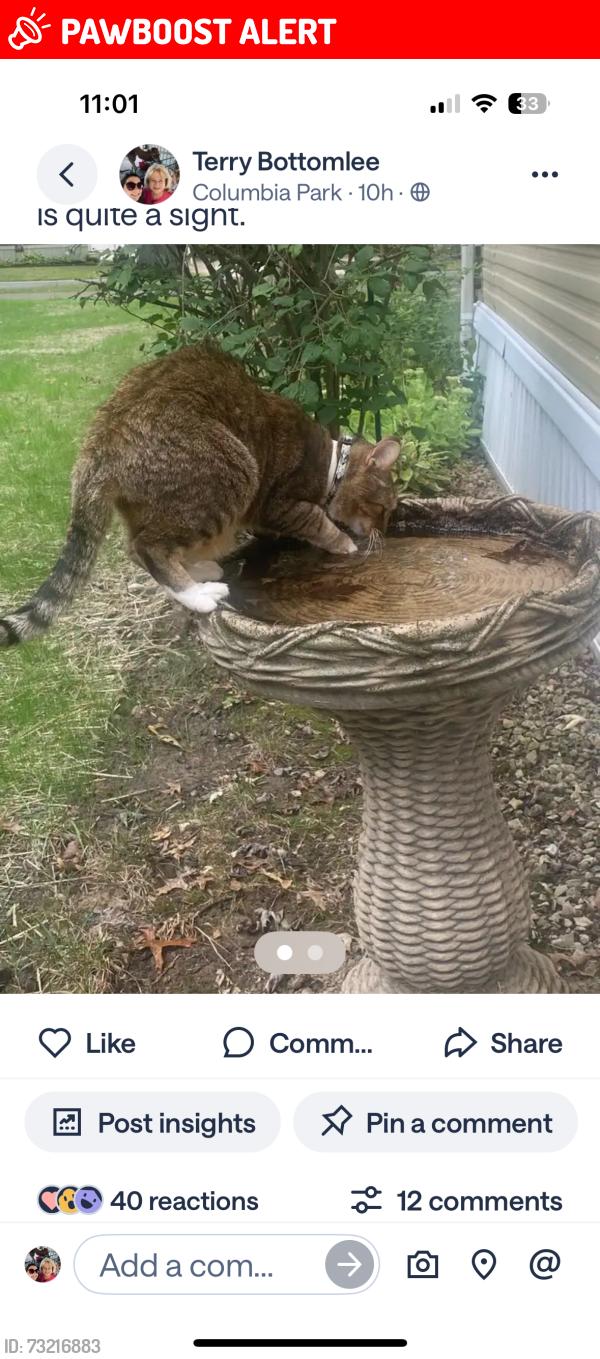 Lost Male Cat last seen Patio Lane and Brookins Dr, Olmsted Township, OH 44138