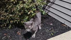 Found/Stray Unknown Cat last seen Whitethorn Avenue & Andrus Avenue, North Olmsted, OH 44070