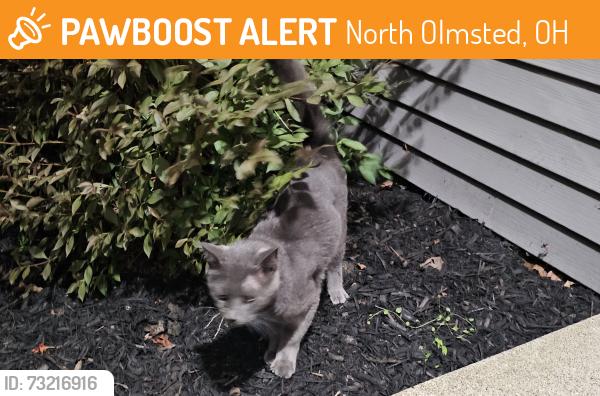 Found/Stray Unknown Cat last seen Whitethorn Avenue & Andrus Avenue, North Olmsted, OH 44070