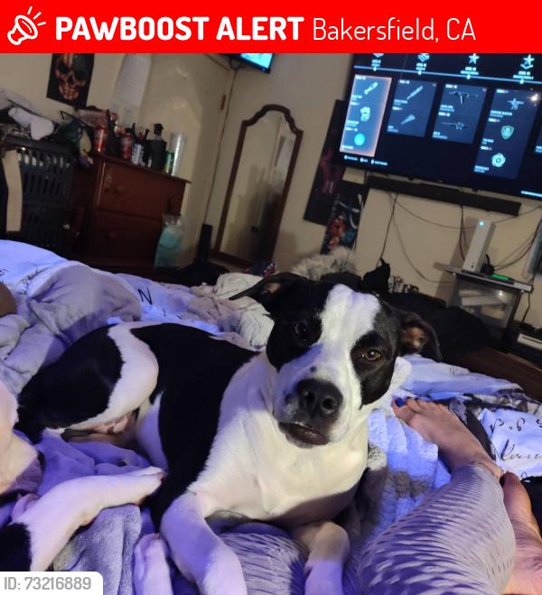 Lost Female Dog last seen At the motel off of Buck Owen's Blvd. That used to be the easy 8, Bakersfield, CA 93308