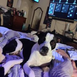 Lost Female Dog last seen At the motel off of Buck Owen's Blvd. That used to be the easy 8, Bakersfield, CA 93308