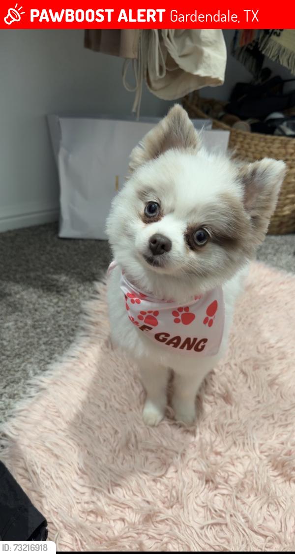 Lost Female Dog last seen Horton ranch rd, Gardendale, TX 79765