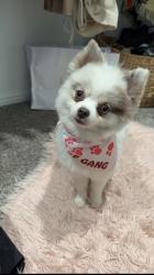 Lost Female Dog last seen Horton ranch rd, Gardendale, TX 79765