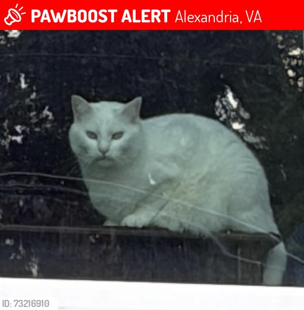 Lost Female Cat last seen Tennessee dr near Cameron UMC, Alexandria, VA 22303