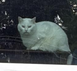 Lost Female Cat last seen Tennessee dr near Cameron UMC, Alexandria, VA 22303
