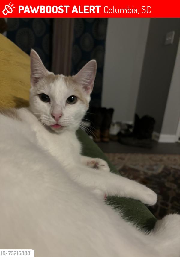 Lost Female Cat last seen Frost ave. Columbia 29203, Columbia, SC 29203
