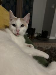 Lost Female Cat last seen Frost ave. Columbia 29203, Columbia, SC 29203