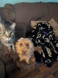 Reunited Female Dog last seen Lofton and royce drive, Lafayette, IN 47909