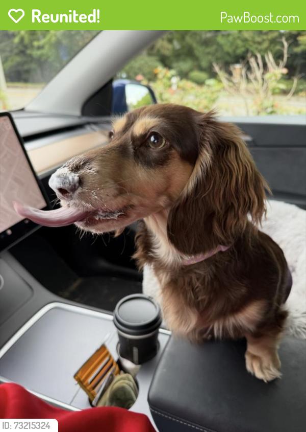 Reunited Female Dog last seen NE 200th St and 95th Pl NE, Bothell, WA 98011