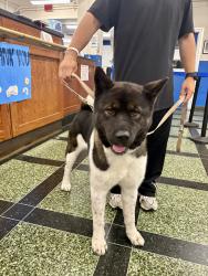 Found/Stray Male Dog last seen capodanno and midland staten island, NY, Staten Island, NY 10305