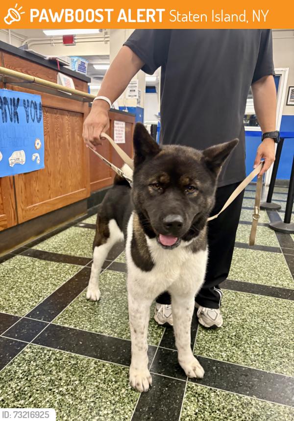 Found/Stray Male Dog last seen capodanno and midland staten island, NY, Staten Island, NY 10305
