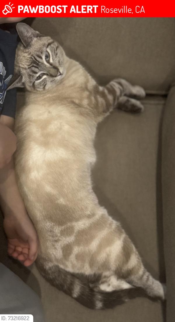 Lost Female Cat last seen Starbuck way, Roseville, CA 95747