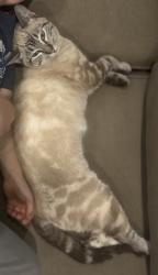 Lost Female Cat last seen Starbuck way, Roseville, CA 95747