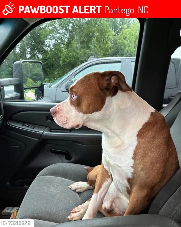 Lost Male Dog last seen Tracker dog picked up scent into corn field nc hwy 99 is behind the corn field, Pantego, NC 27860