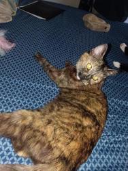Reunited Female Cat last seen Pacific and Peach tree, Fairfield, CA 94533