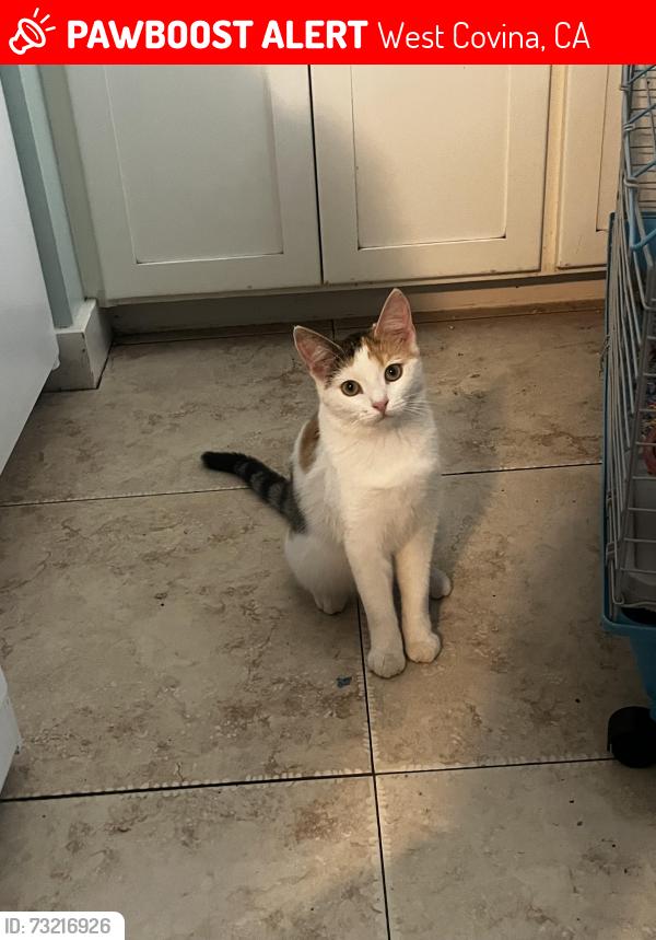 Lost Female Cat last seen ridgeway/amar, West Covina, CA 91792