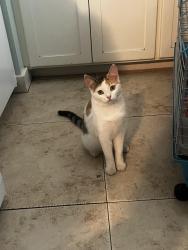 Lost Female Cat last seen ridgeway/amar, West Covina, CA 91792