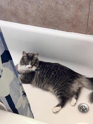 Lost Male Cat last seen 44th, Sacramento, CA 95820