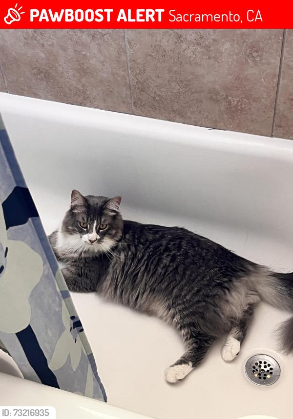 Lost Male Cat last seen 44th, Sacramento, CA 95820