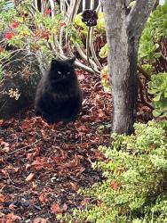 Lost Female Cat last seen Nimitz/Woodside, Redwood City, CA 94061