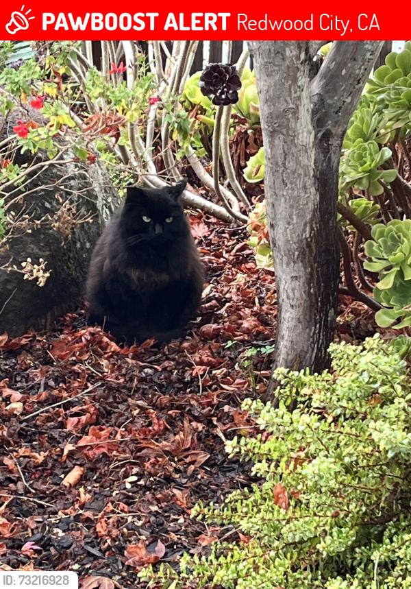 Lost Female Cat last seen Nimitz/Woodside, Redwood City, CA 94061