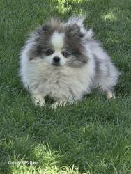 Lost Male Dog last seen Ustick, Caldwell, ID 83605