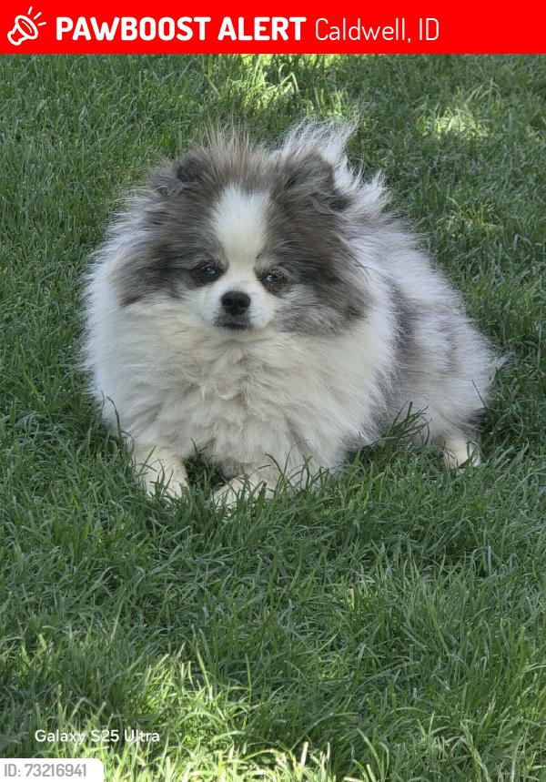 Lost Male Dog last seen Ustick, Caldwell, ID 83605