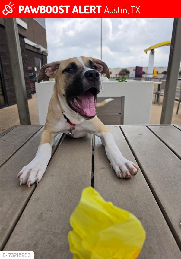 Lost Female Dog last seen Anderson Mill Rd, Austin, TX 78750