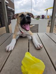 Lost Female Dog last seen Anderson Mill Rd, Austin, TX 78750