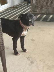 Reunited Male Dog last seen Found near Franklin street. Downtown chatt near the Publix in north shore, Chattanooga, TN 37402