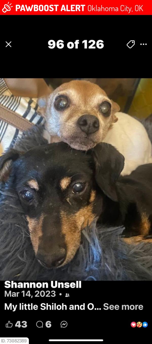 Lost Female Dog last seen SW 61st & S Western, Oklahoma City, OK 73139